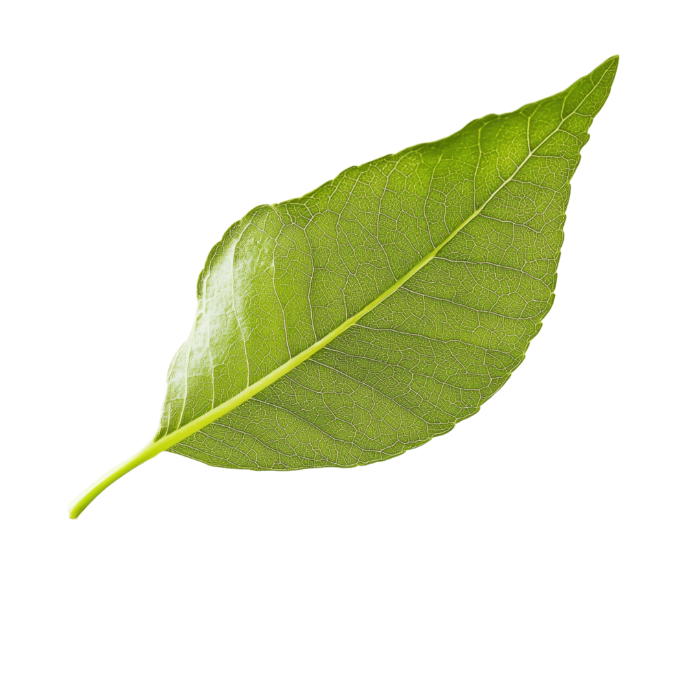 Green leaf with detailed vein structure isolated on Nature's vibrant color and intricate design are showcased in this simple composition png