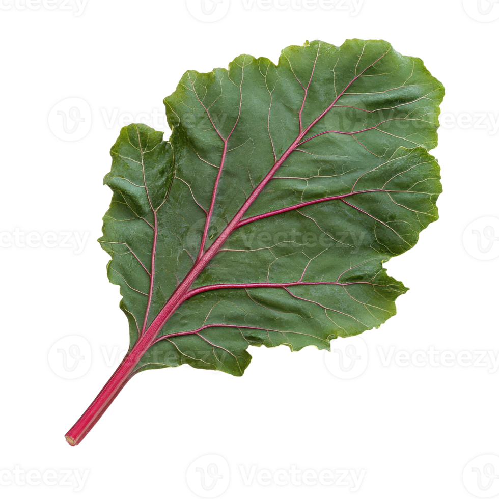 Isolated beetroot leaf with vibrant red veins against a transparent backdrop showcasing organic texture and natural beauty png