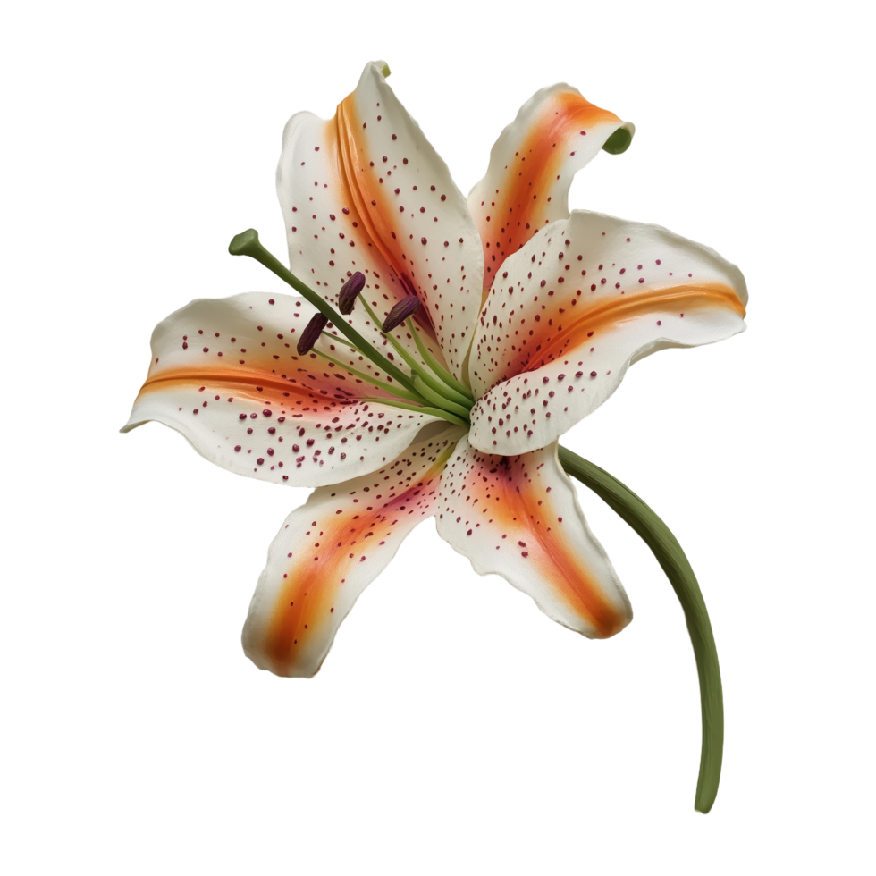 Elegant Tiger Lily on Transparent Background - Striking orange stripes and dark spots make this flower a captivating botanical wonder png