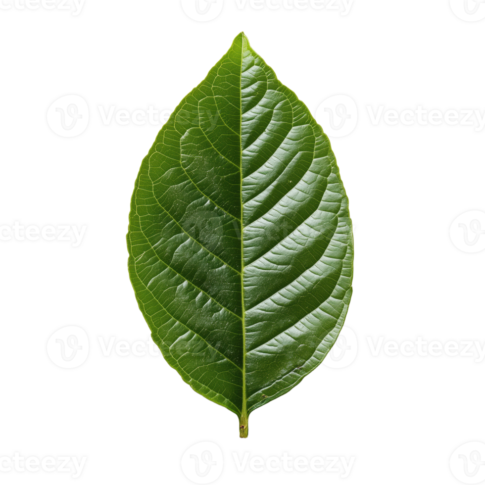 Detailed close-up of a vibrant green leaf against a contrasting dark backdrop showcasing its intricate vein patterns and symmetrical shape png