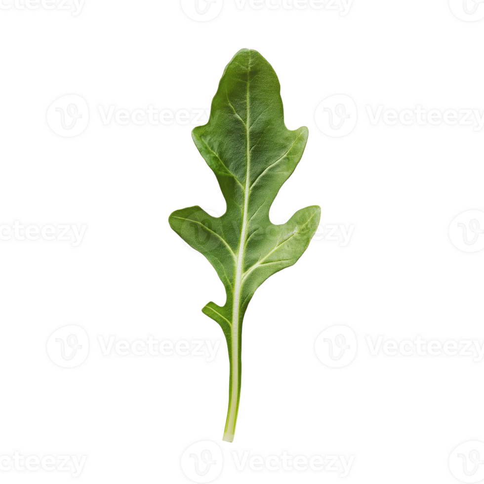 Arugula leaf on a transparent background showcasing its vibrant green color and unique shape perfect for culinary or botanical projects png