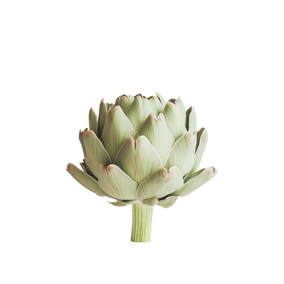 Isolated artichoke botanical delicacy Pale green hues on dark backdrop Elegant food ingredient Vegetable sophistication for fine dining png