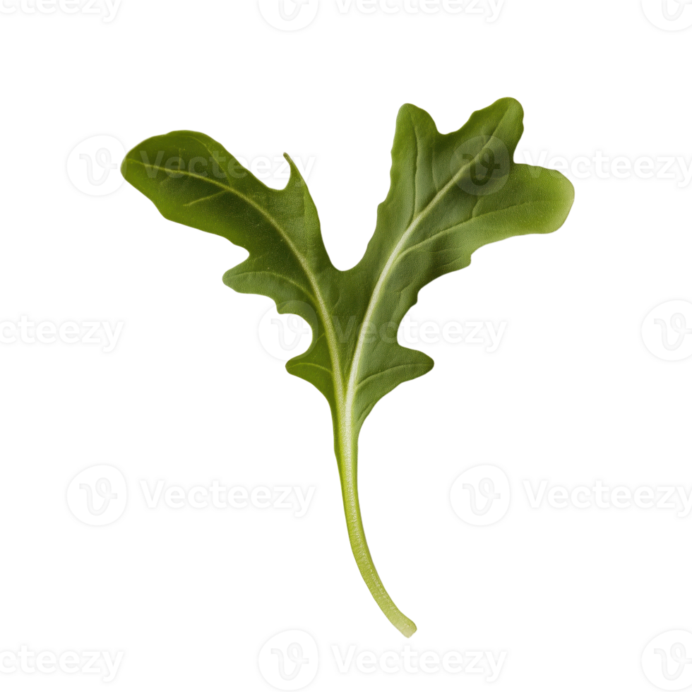 Isolated arugula leaf showcases vibrant green and delicate texture against a dark background Fresh natural and ready for culinary use png