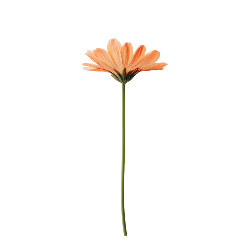 Elegant peach-colored flower on a slender green stem isolated against a pure backdrop capturing its delicate beauty in stark contrast png