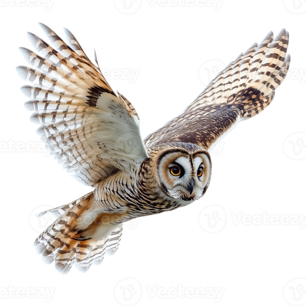 An owl soaring gracefully in flight with its wings spread wide showing off its unique plumage against a solid background png