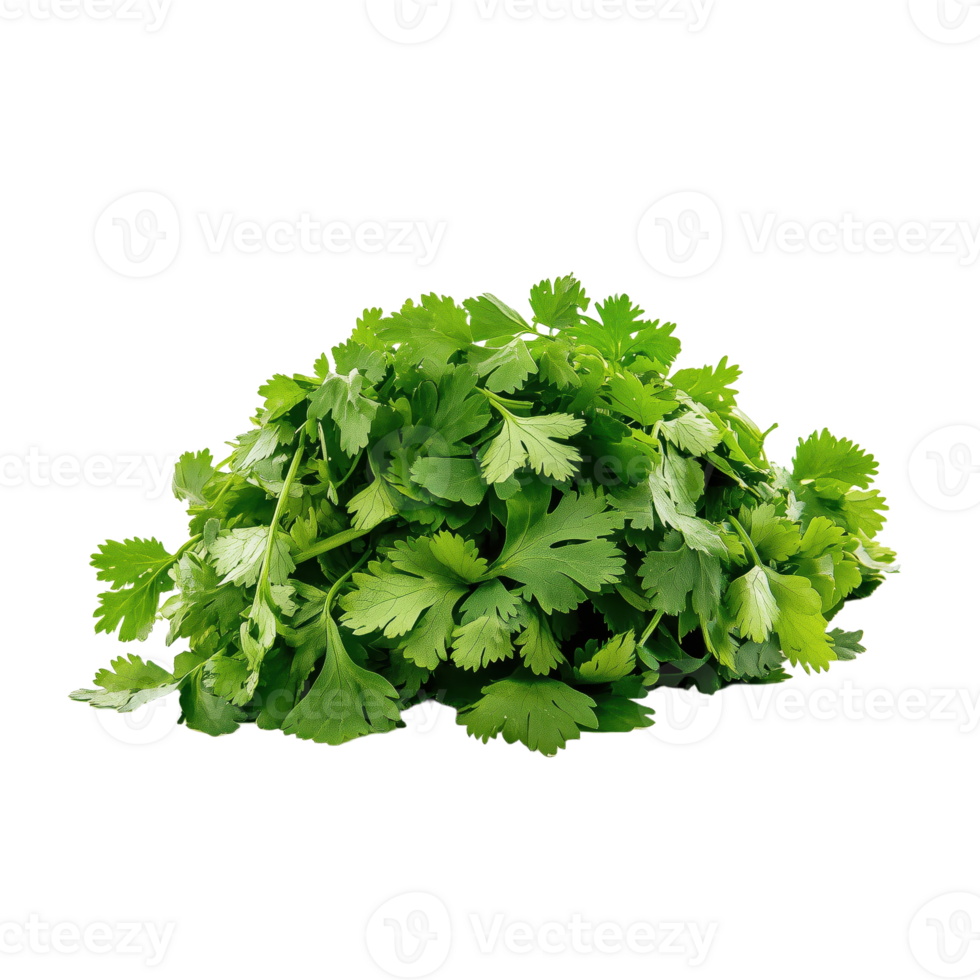 Fresh cilantro A pile of vibrant green cilantro sprigs with delicate leaves isolated against a clean background perfect for culinary applications png