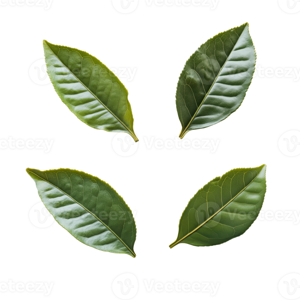 Four vibrant green leaves glossy and textured arranged against a clean transparent backdrop Nature's beauty captured in simple foliage png