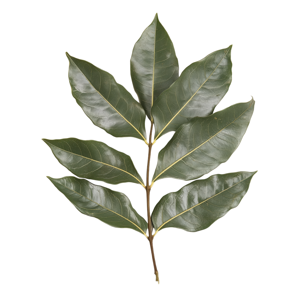 A leafy sprig with oblong green leaves arranged symmetrically along a brown stem set against a stark backdrop png