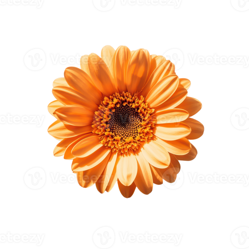Orange Gerbera Flower A stunning bright orange gerbera daisy isolated against a stark backdrop showcasing its symmetrical beauty png