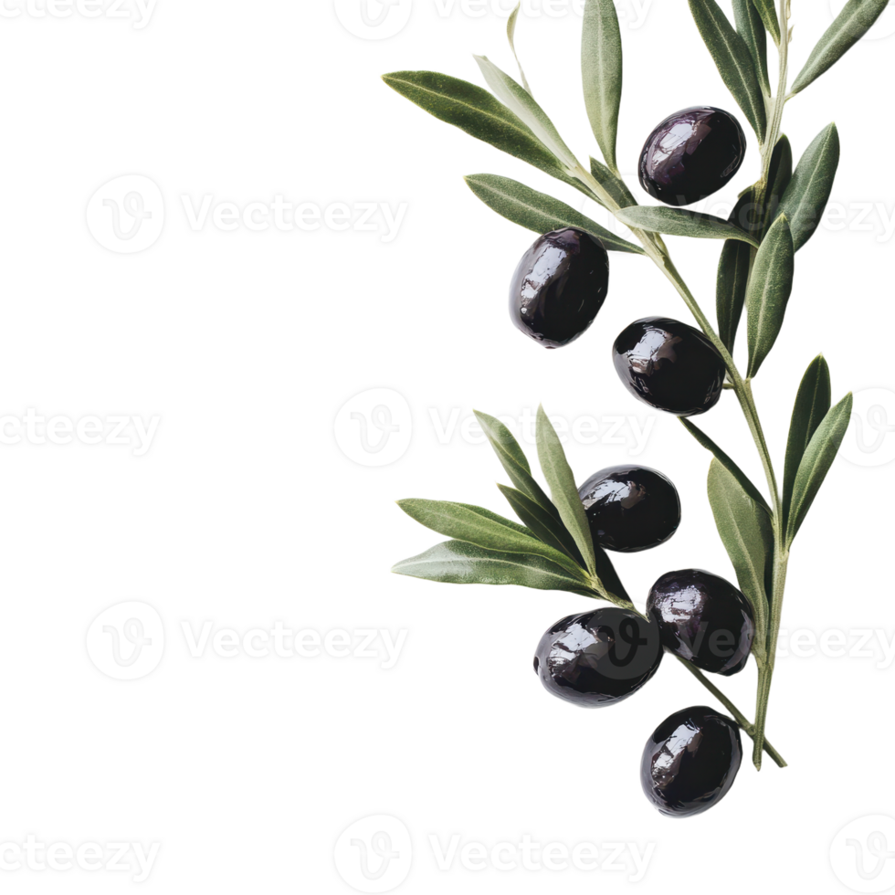 Branch with olives and leaves on a transparent background Natural and simple aesthetic perfect for organic or Mediterranean themes png