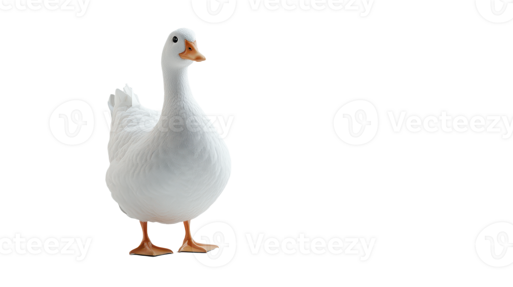 Majestic fowl portrait against a stark backdrop showcasing pristine plumage and graceful stance Bird stands confidently in view png