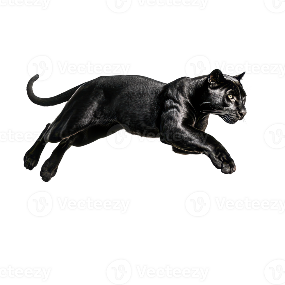 Sleek panther leaps powerfully muscles defined against a transparent background Graceful and intense a striking depiction of agility png
