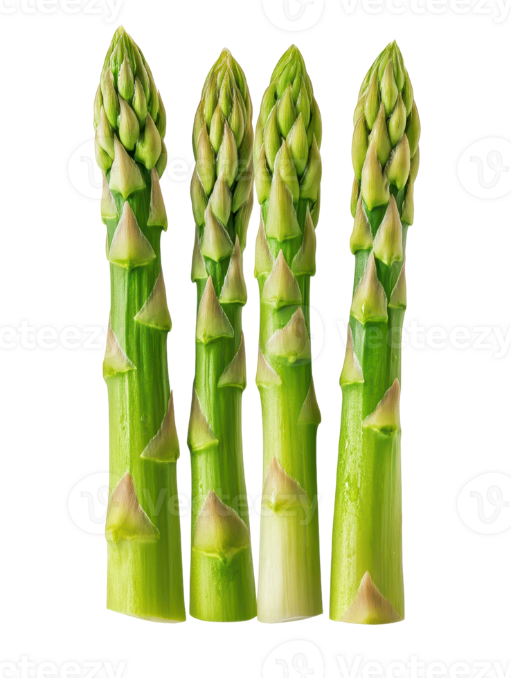 Four stalks of fresh green asparagus stand upright against a clean background showcasing their vibrant color and texture png