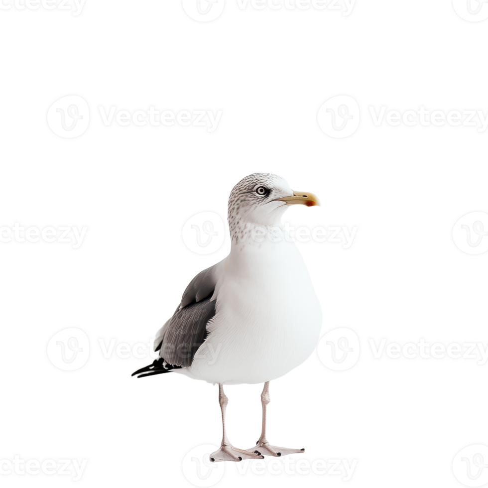 Isolated Seagull Portrait A detailed capture of a standing seagull against a transparent backdrop showcasing its elegant plumage and features png