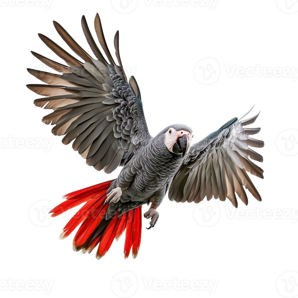 Elegant parrot spreading its wings in flight Majestic bird with vibrant red tail feathers on a simple dark background png