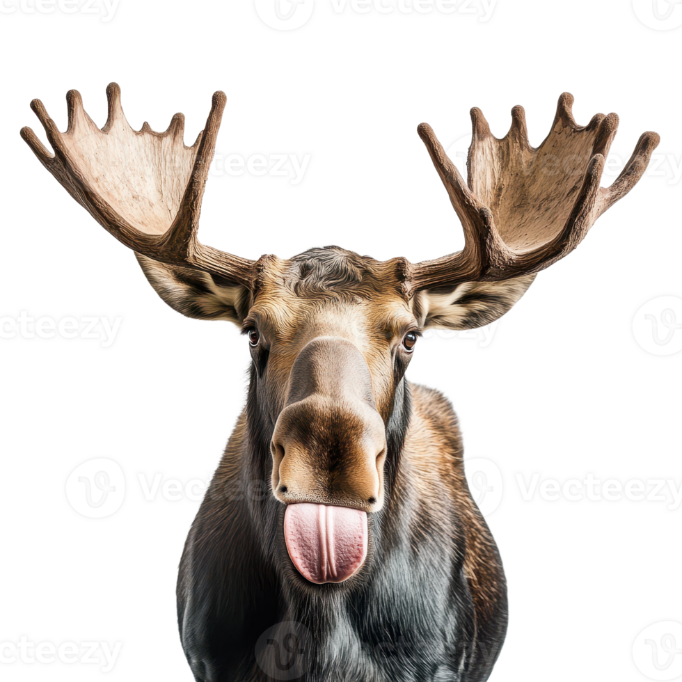 Humorous moose portrait against a transparent backdrop Majestic antlers contrast with the playful tongue-out gesture Wildlife charisma redefined png