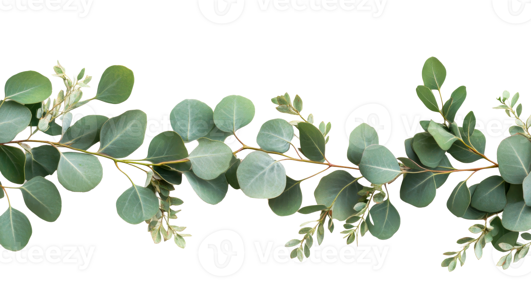 Eucalyptus leaves arrangement on dark backdrop, branch, herbs, cut out transparent png