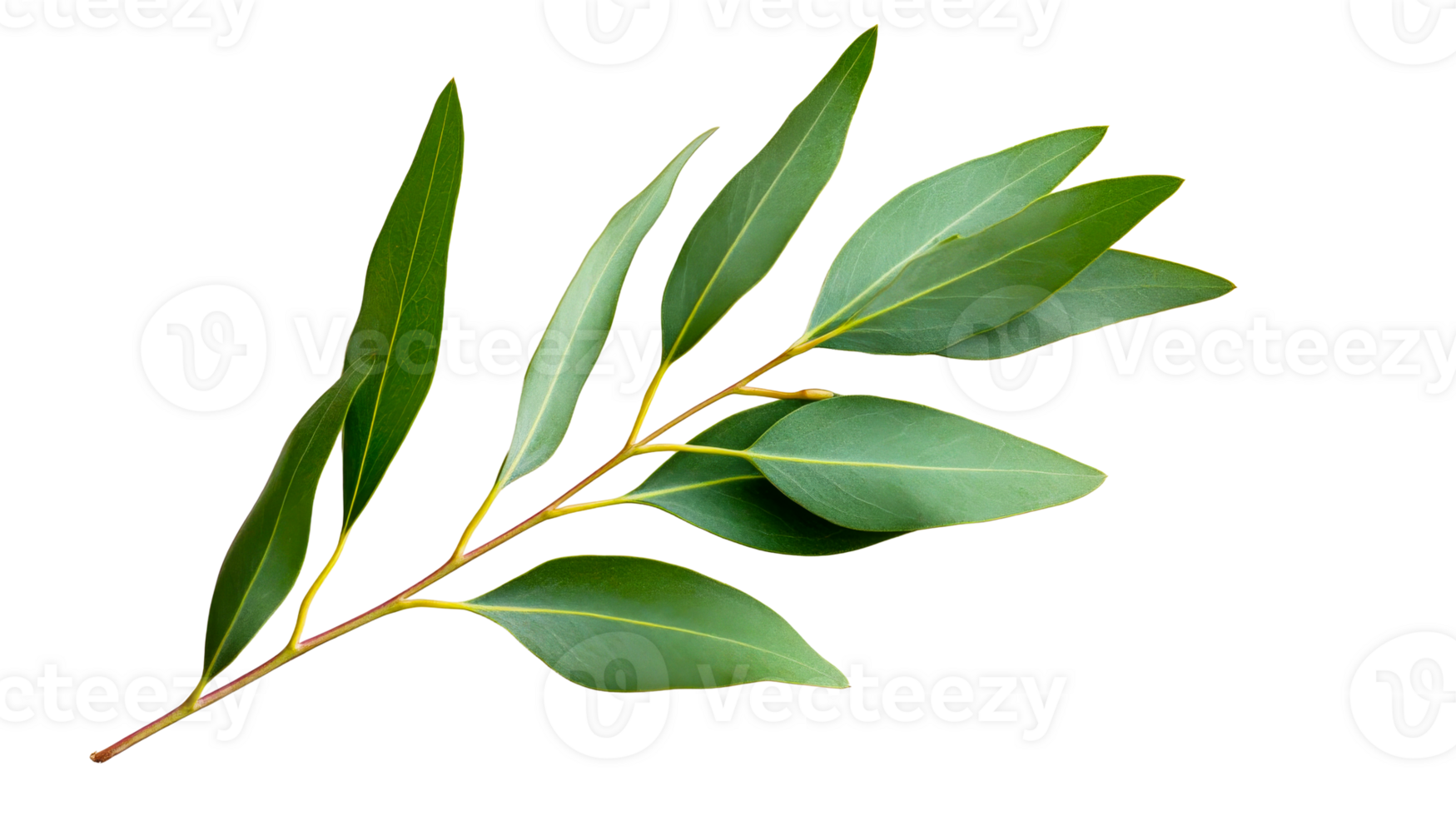 Eucalyptus branch with green leaves, cut out transparent png