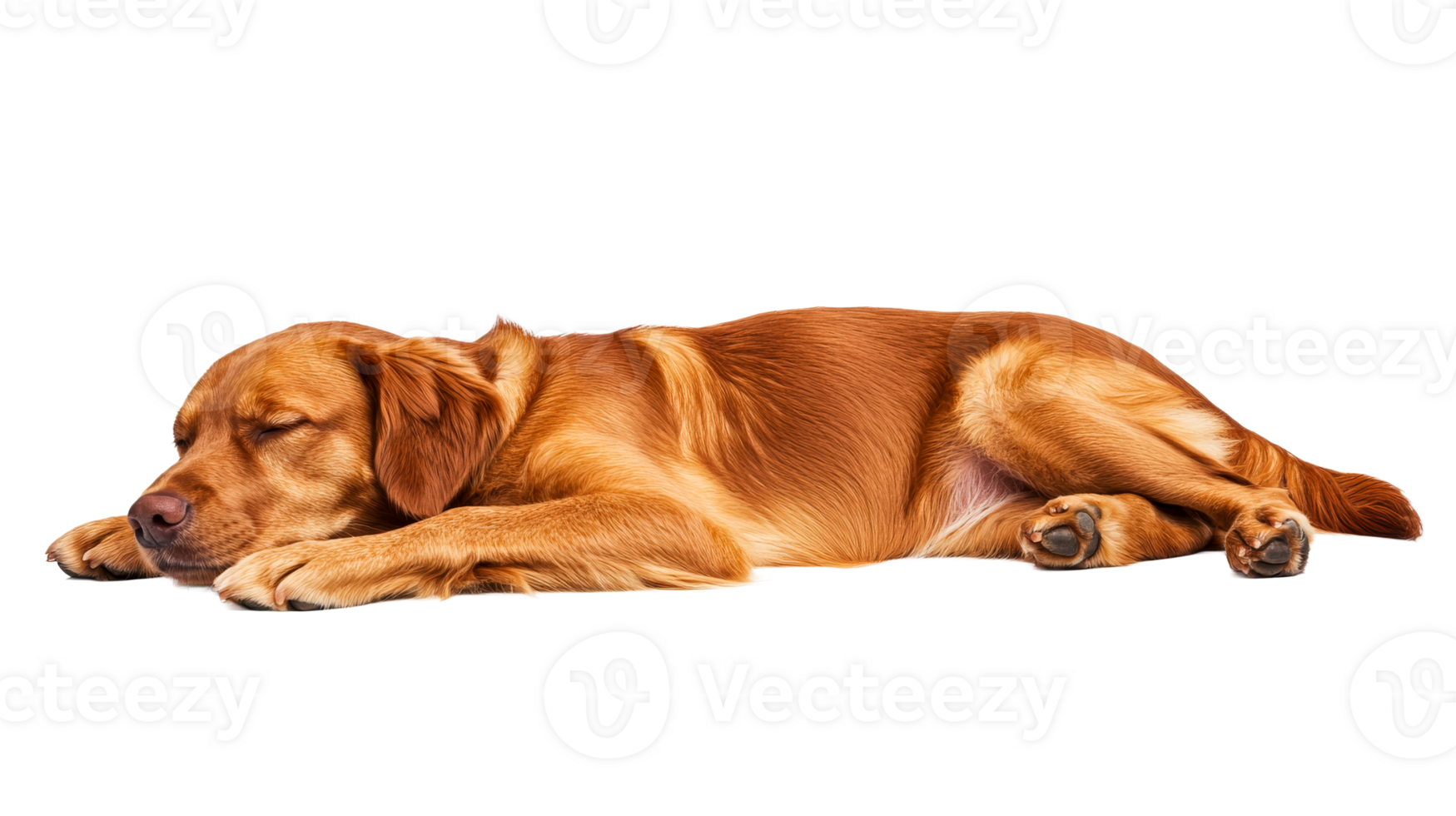 Golden Retriever resting, dog sleeping, pet lying down, animal, cut out transparent png