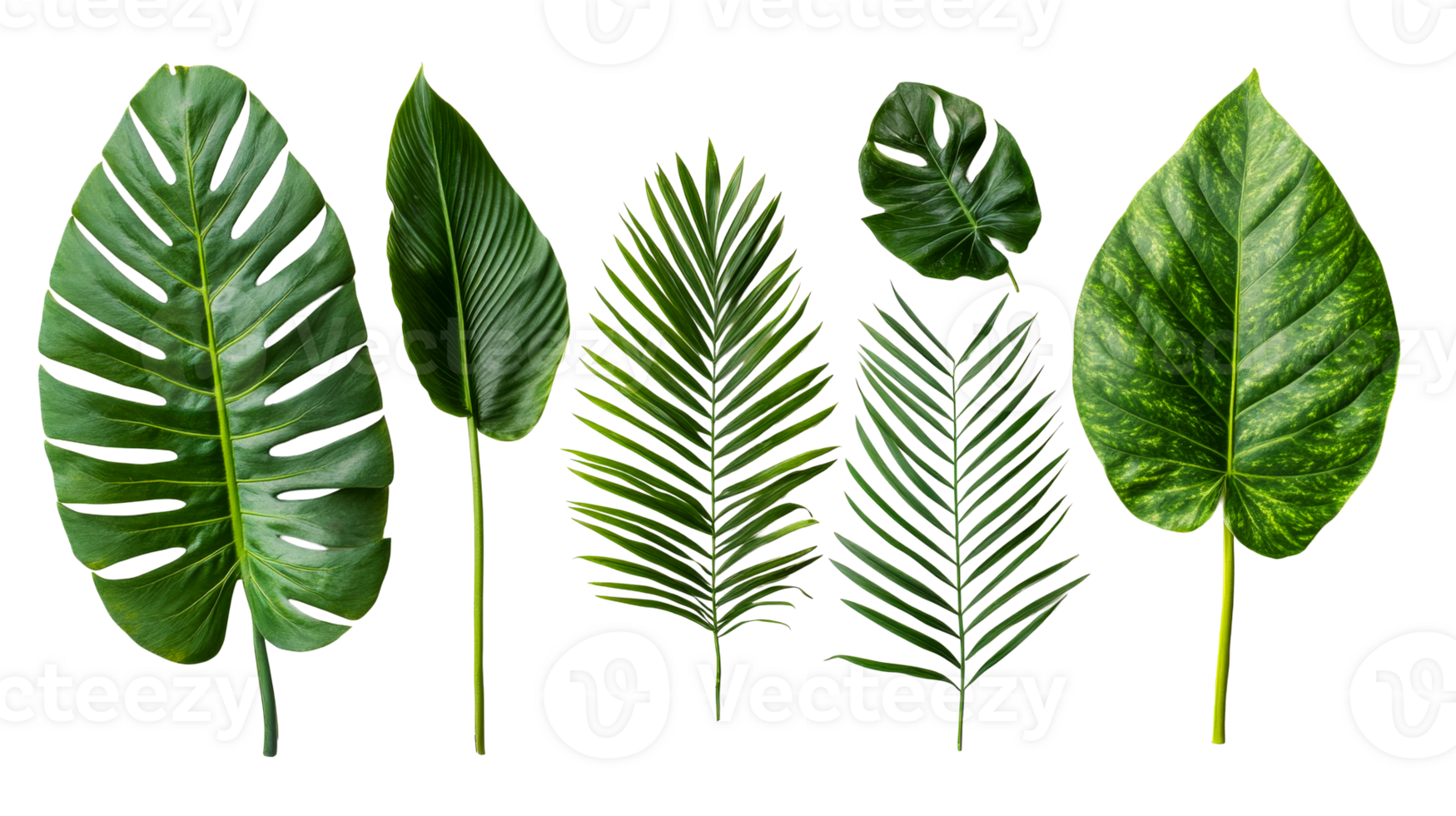 Assorted vibrant tropical leaves, botanical green display, cut out transparent png