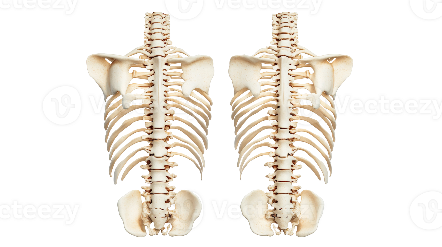 Two human torso skeletons isolated on black background, cut out transparent png