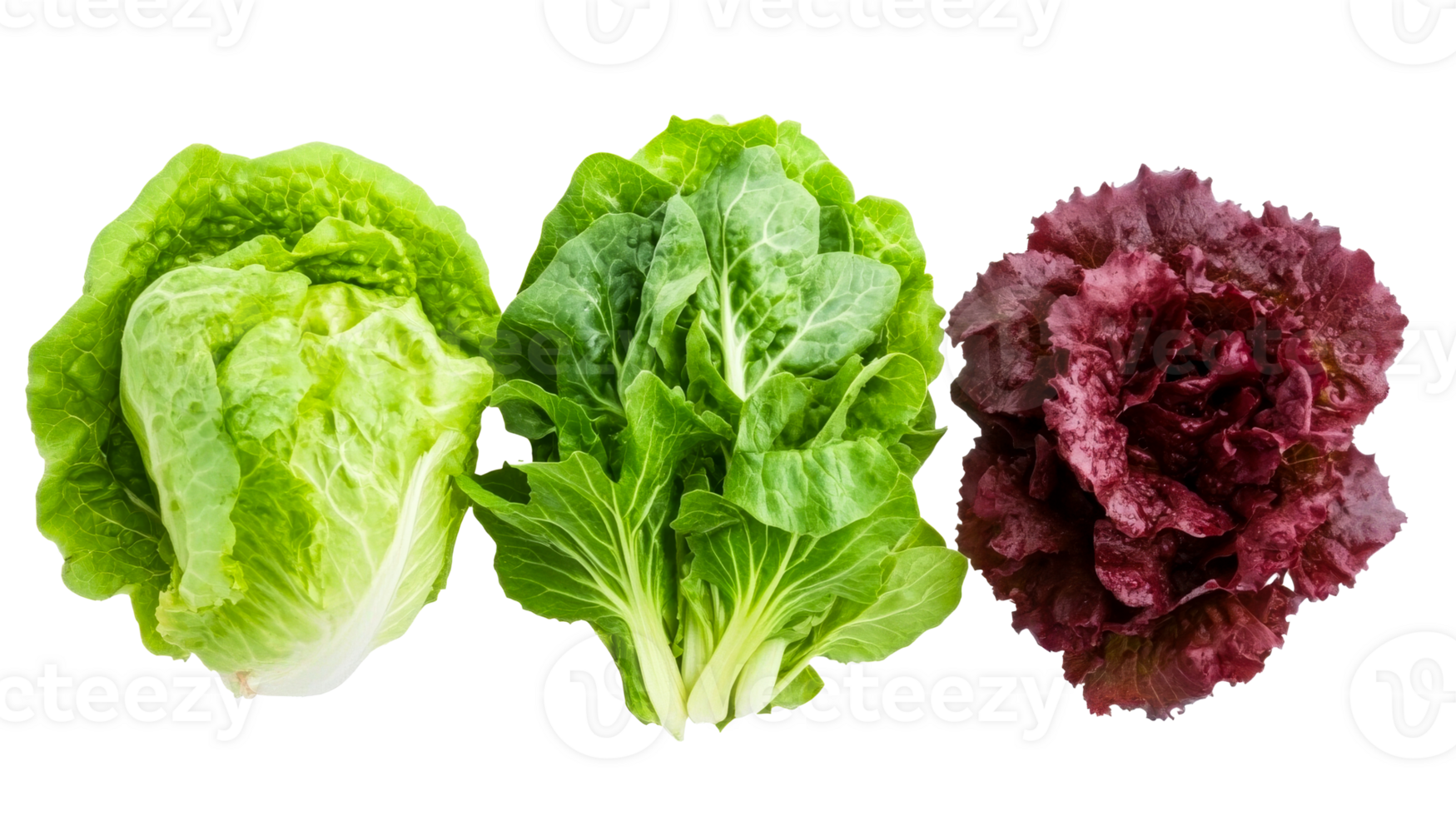 Assortment of green and purple lettuce on black background, cut out transparent png