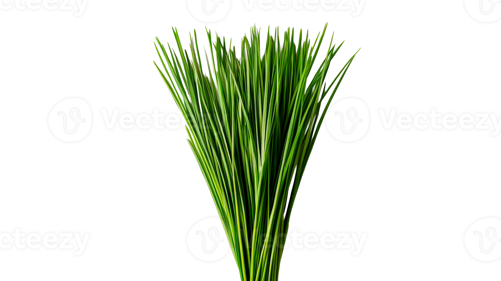 Fresh Green Grass, Background Isolated Design Element, cut out transparent png