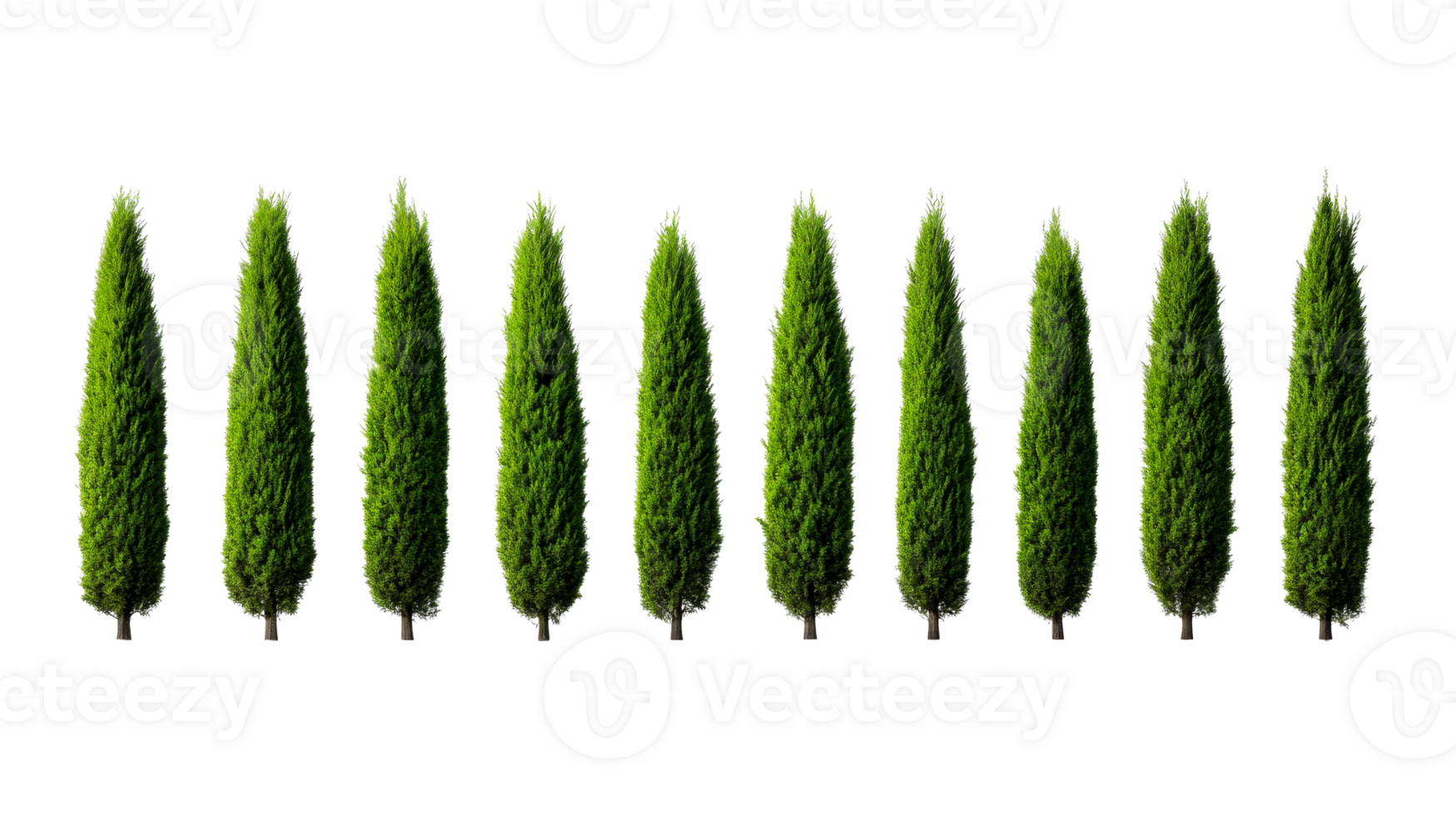 Row of Italian cypress trees isolated on black backdrop, cut out transparent png