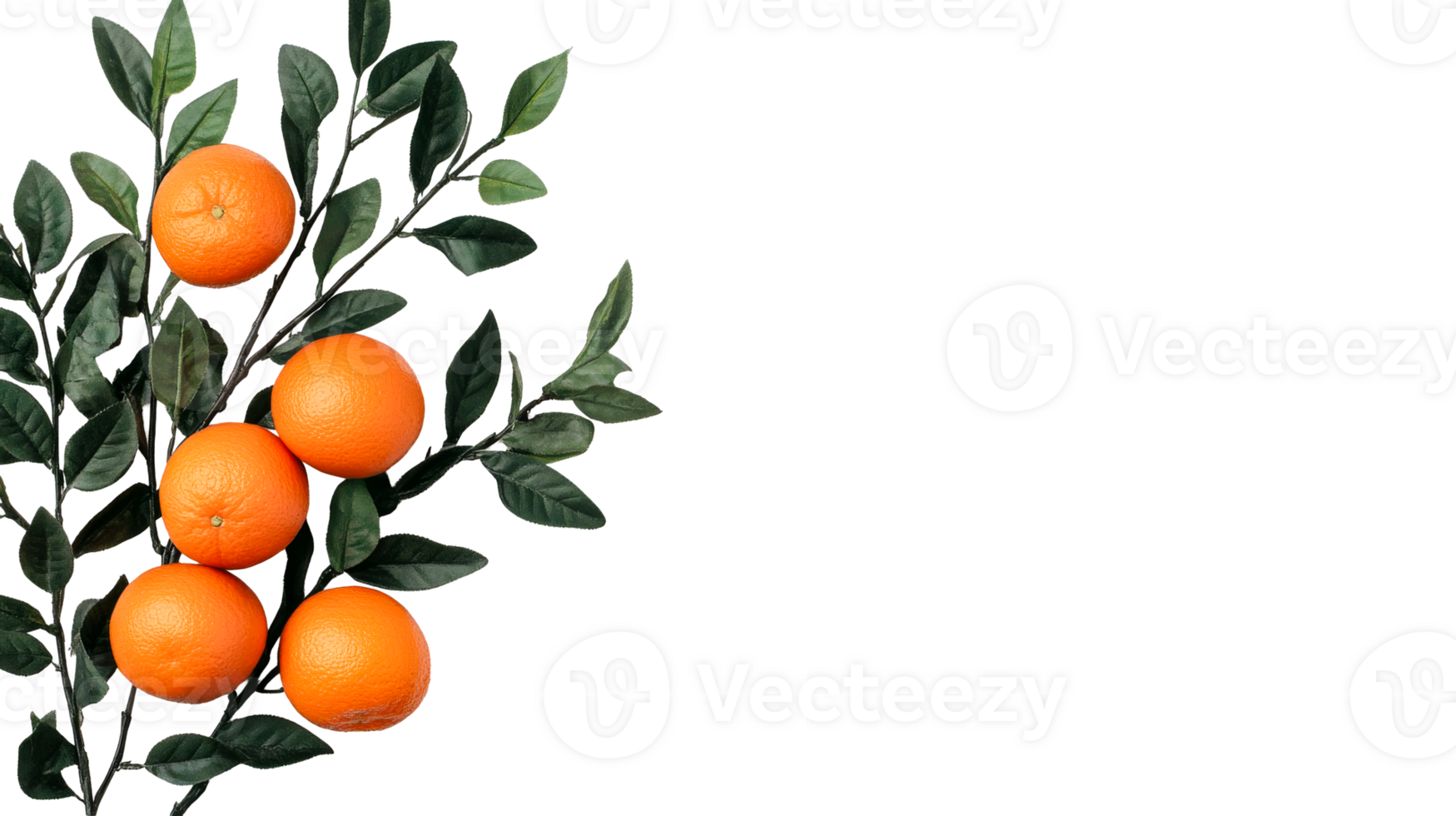Oranges and green foliage on dark background, cut out transparent png