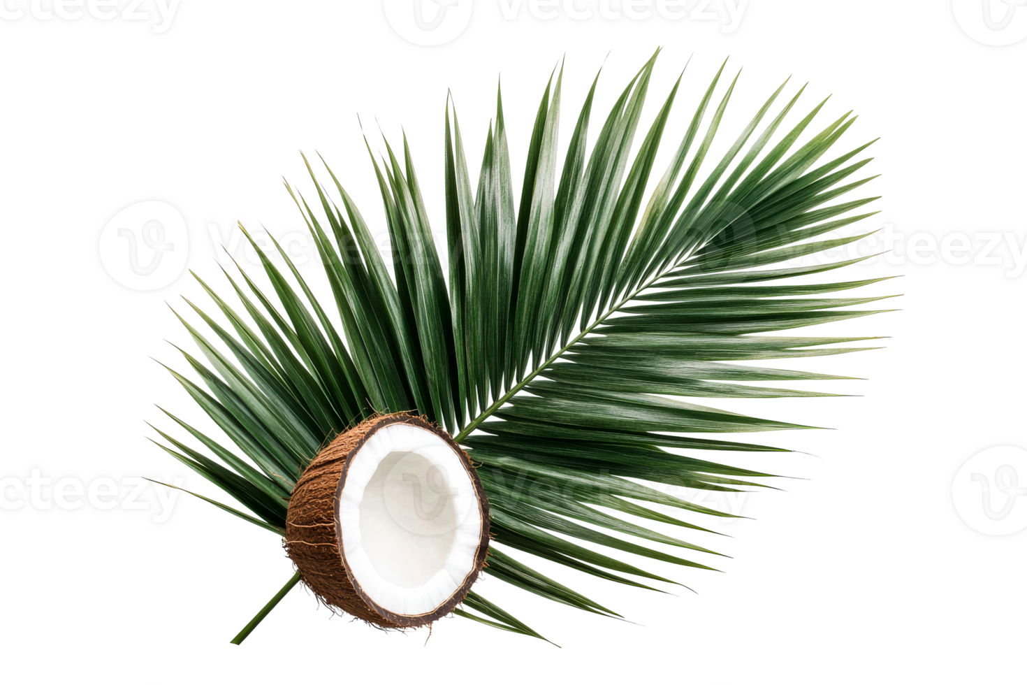 Coconut with palm leaf on black background, cut out transparent png