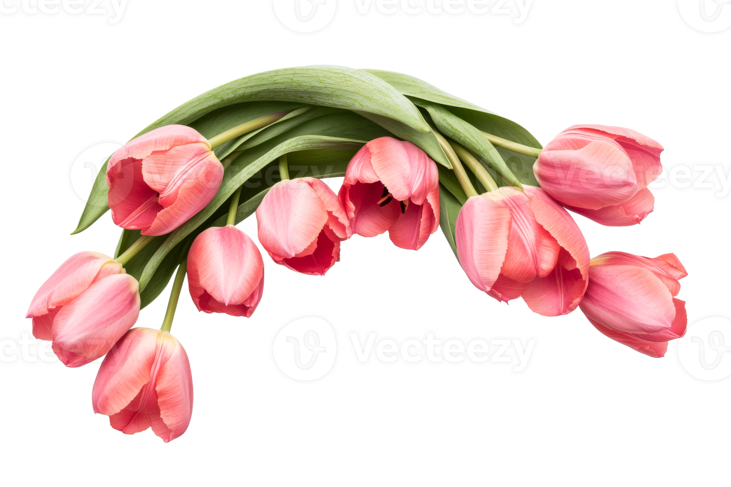 Pink tulips on black background close-up in spring, cut out transparent png