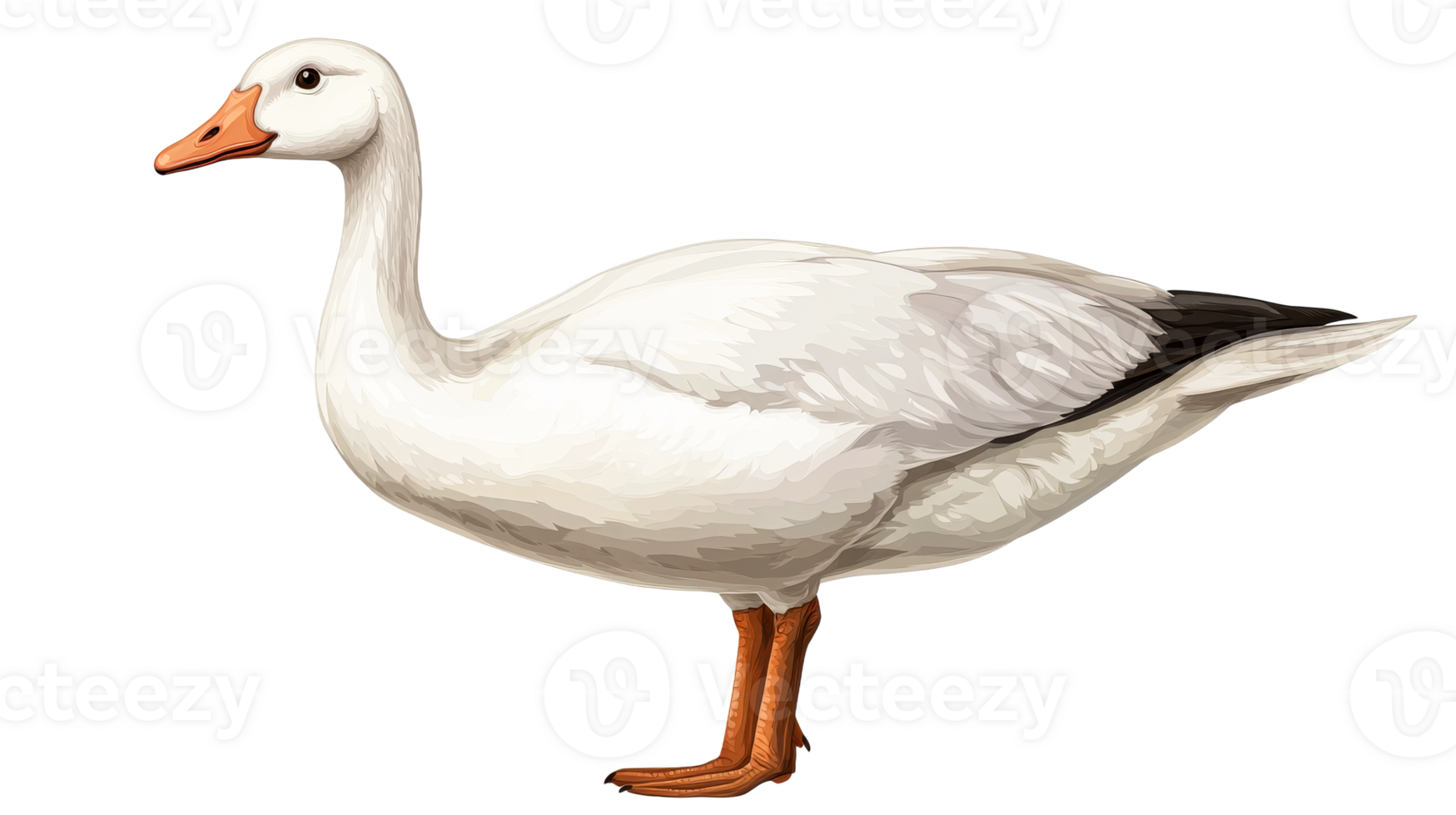White bird Snow Goose with orange beak, isolated, cut out transparent png