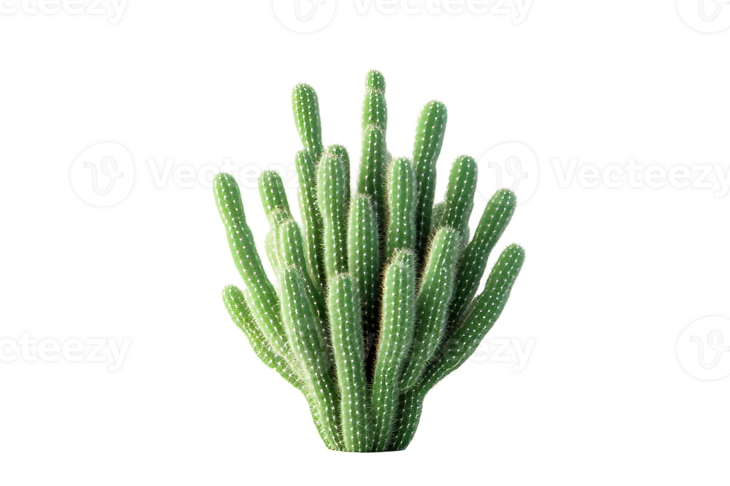 Cactus plant with green stems and white prickles, cut out transparent png