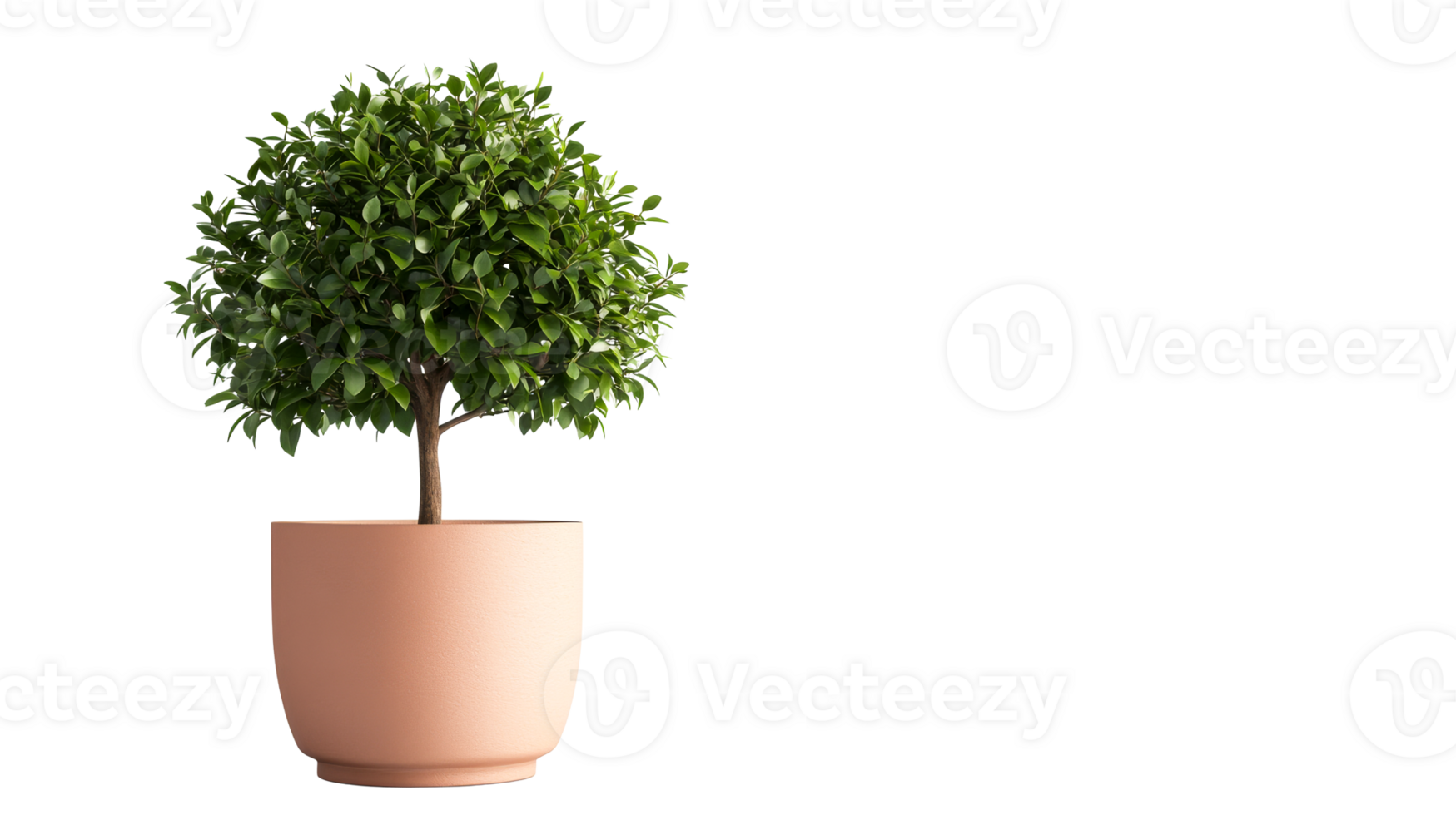 Topiary ficus plant in pot isolated, cut out transparent png