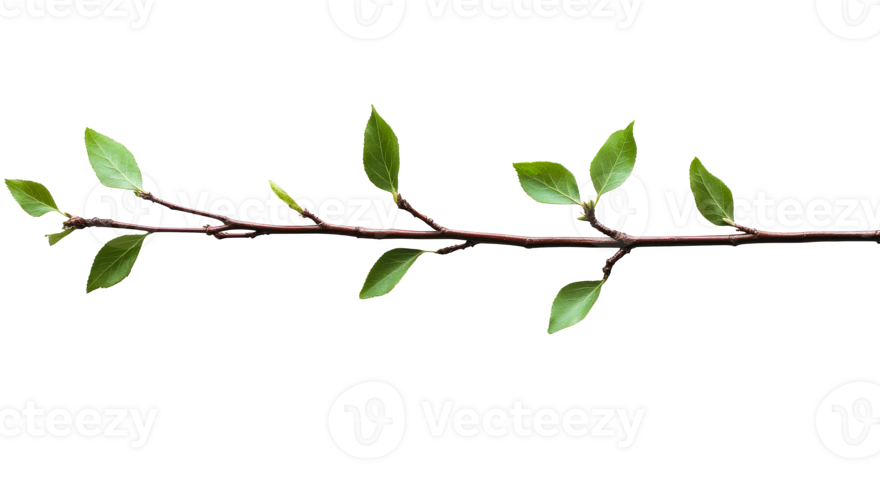 Branch with young leaves on a black background, cut out transparent png