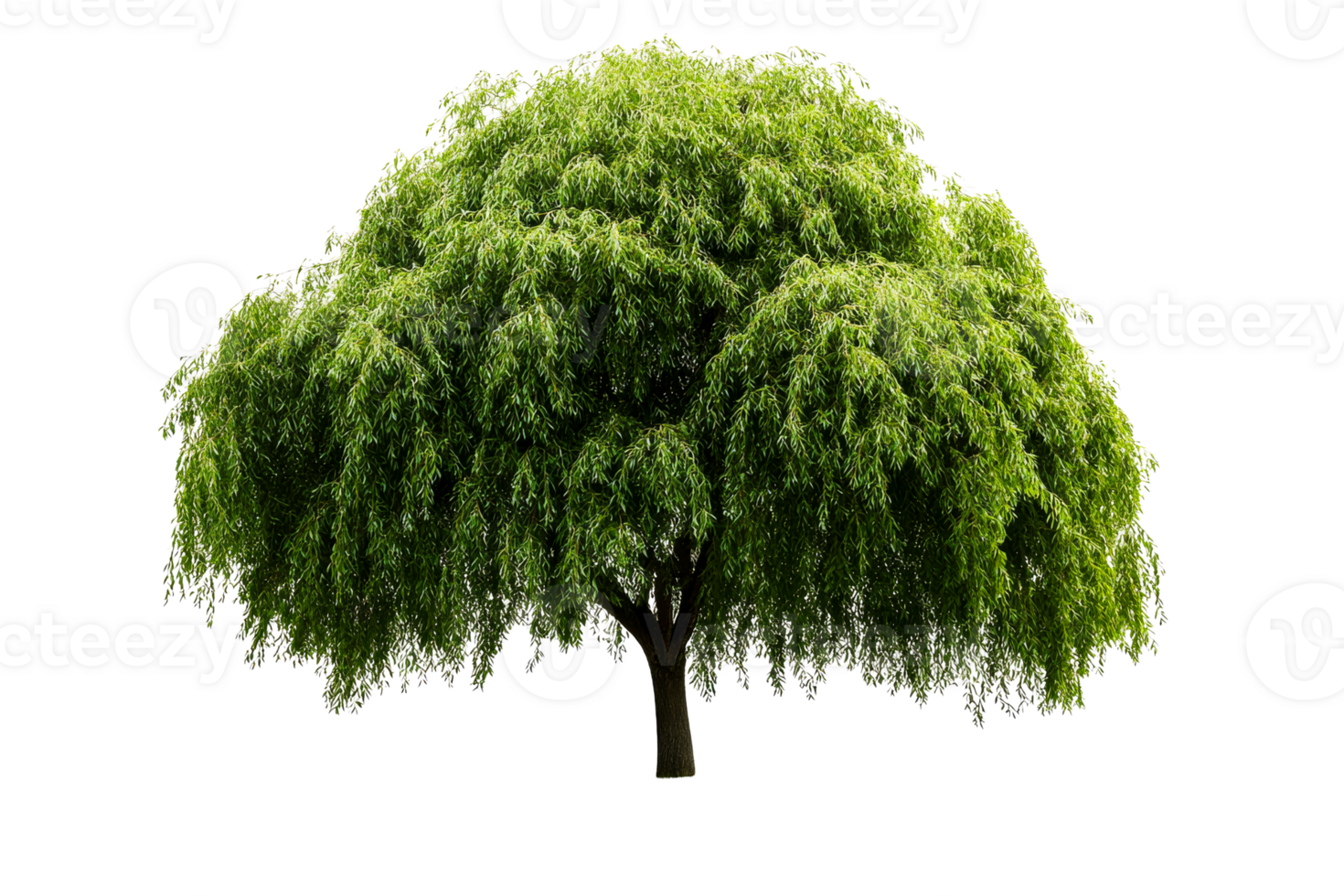 Weeping willow tree foliage with hanging branches, landscaping element, cut out transparent png
