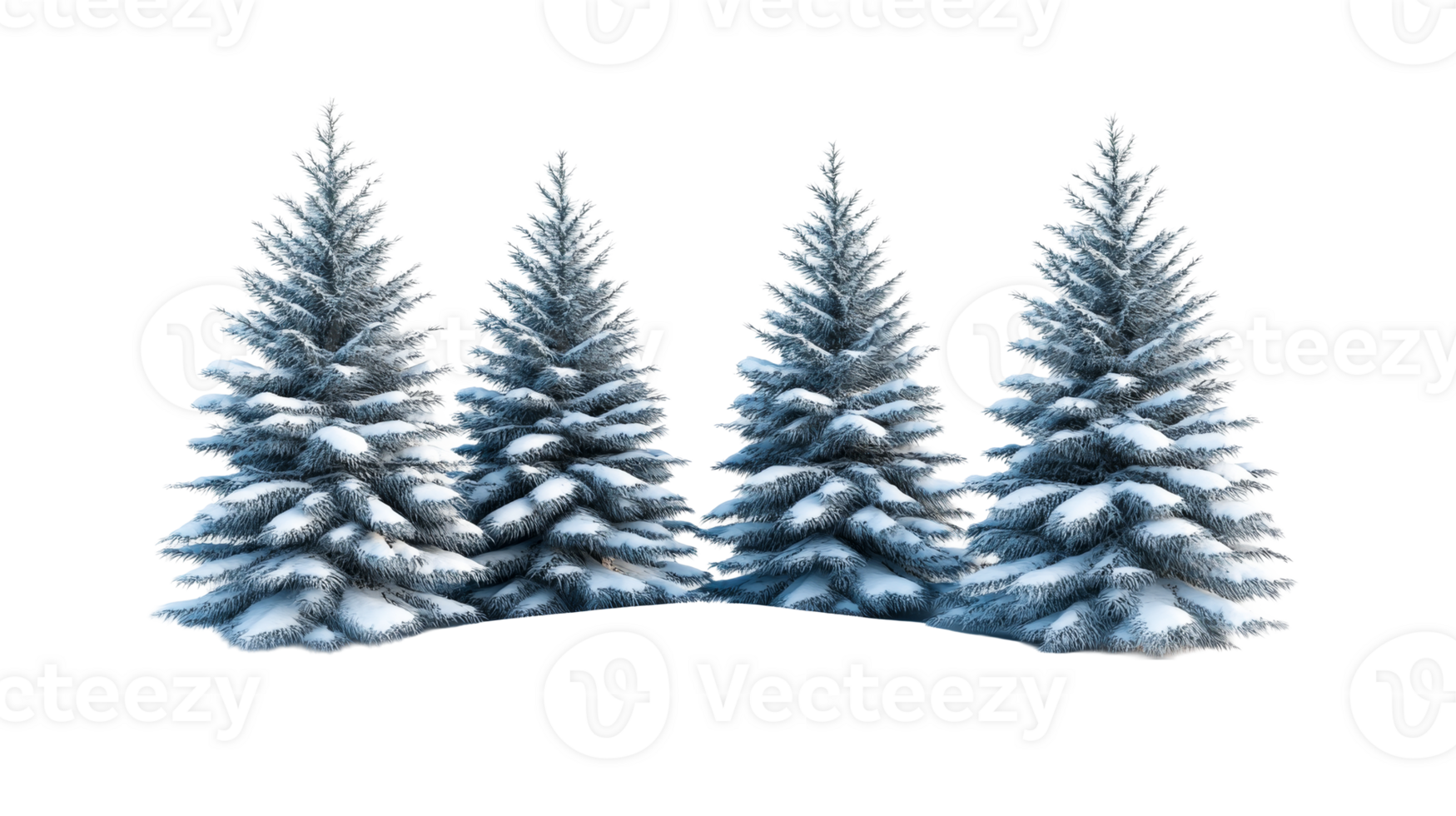 Snowy spruce trees, winter atmosphere, outdoor, isolated, cut out transparent png