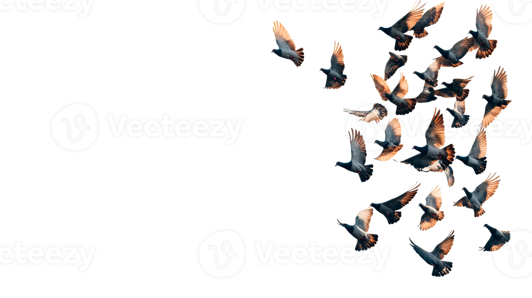 Flock of pigeons flying in unison with grace and energy, cut out transparent png