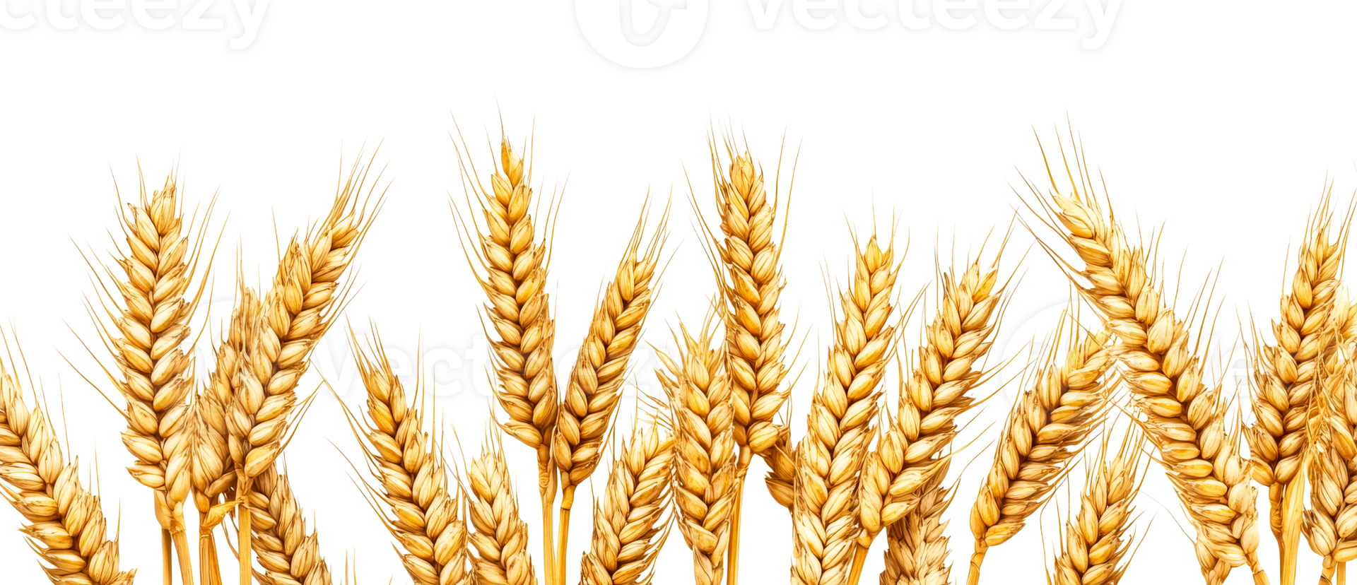 Wheat spikes golden ripe and abundant harvest, cut out transparent png