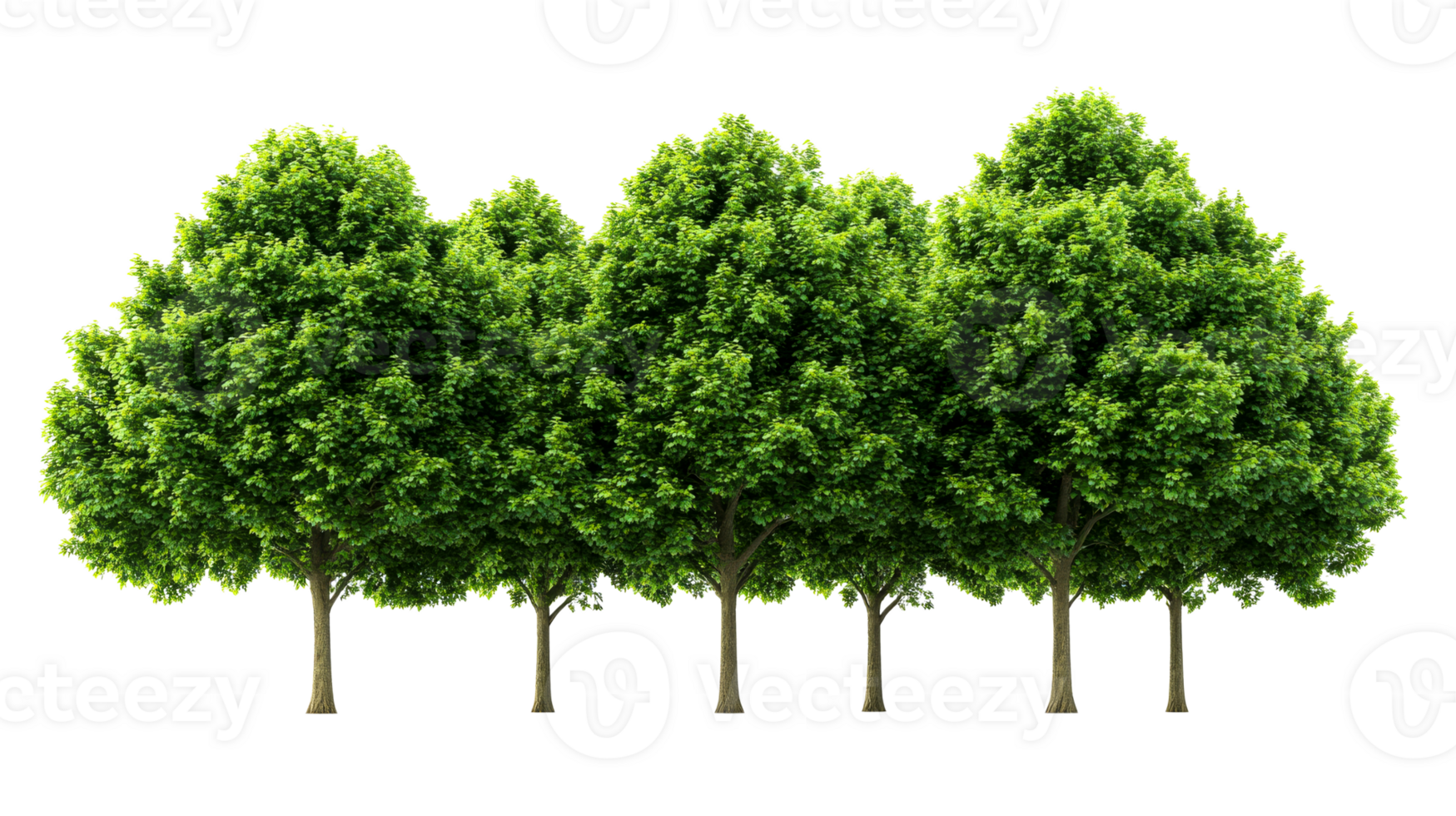 Row of lush green trees isolated, cut out transparent png