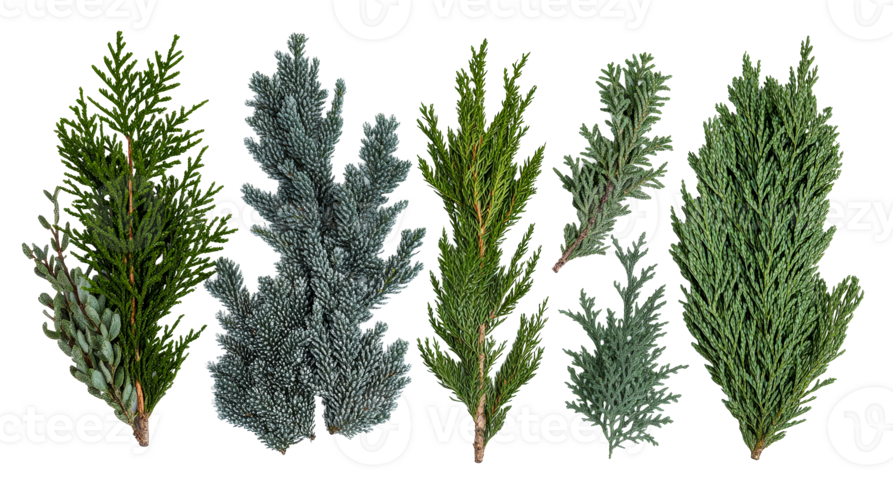 Collection of Conifer Branches on Black Background, cut out transparent png