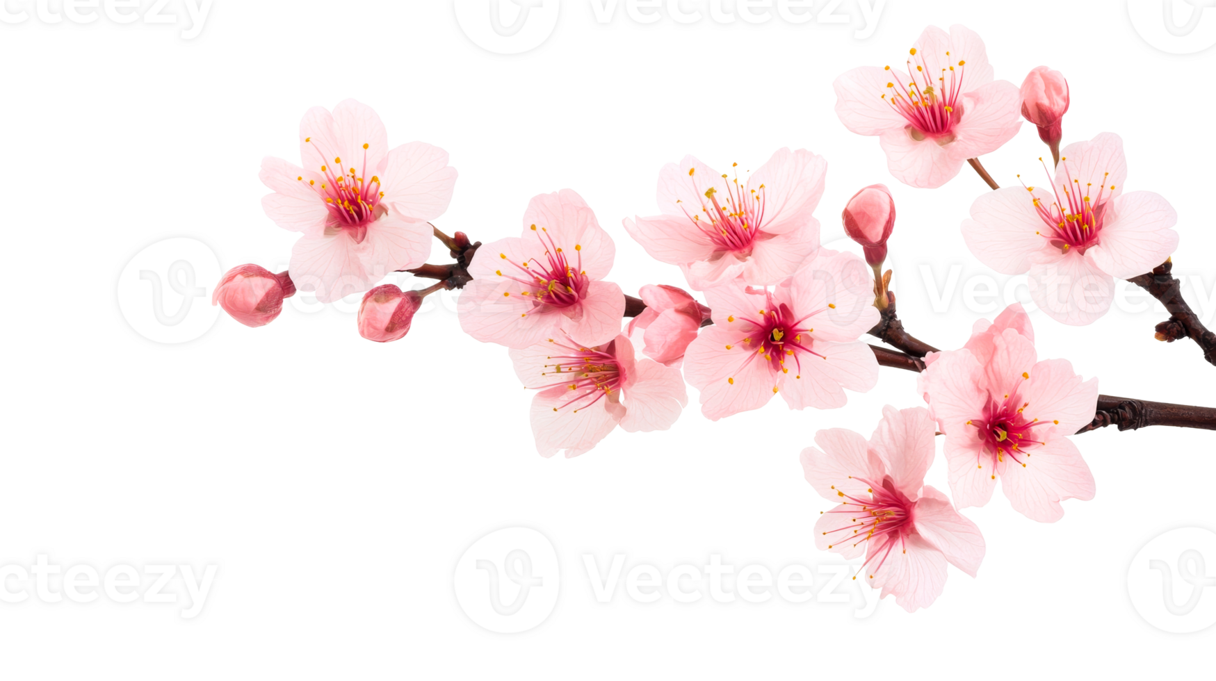 Cherry blossom branch, close-up blooms and buds, isolated flowers, cut out transparent png
