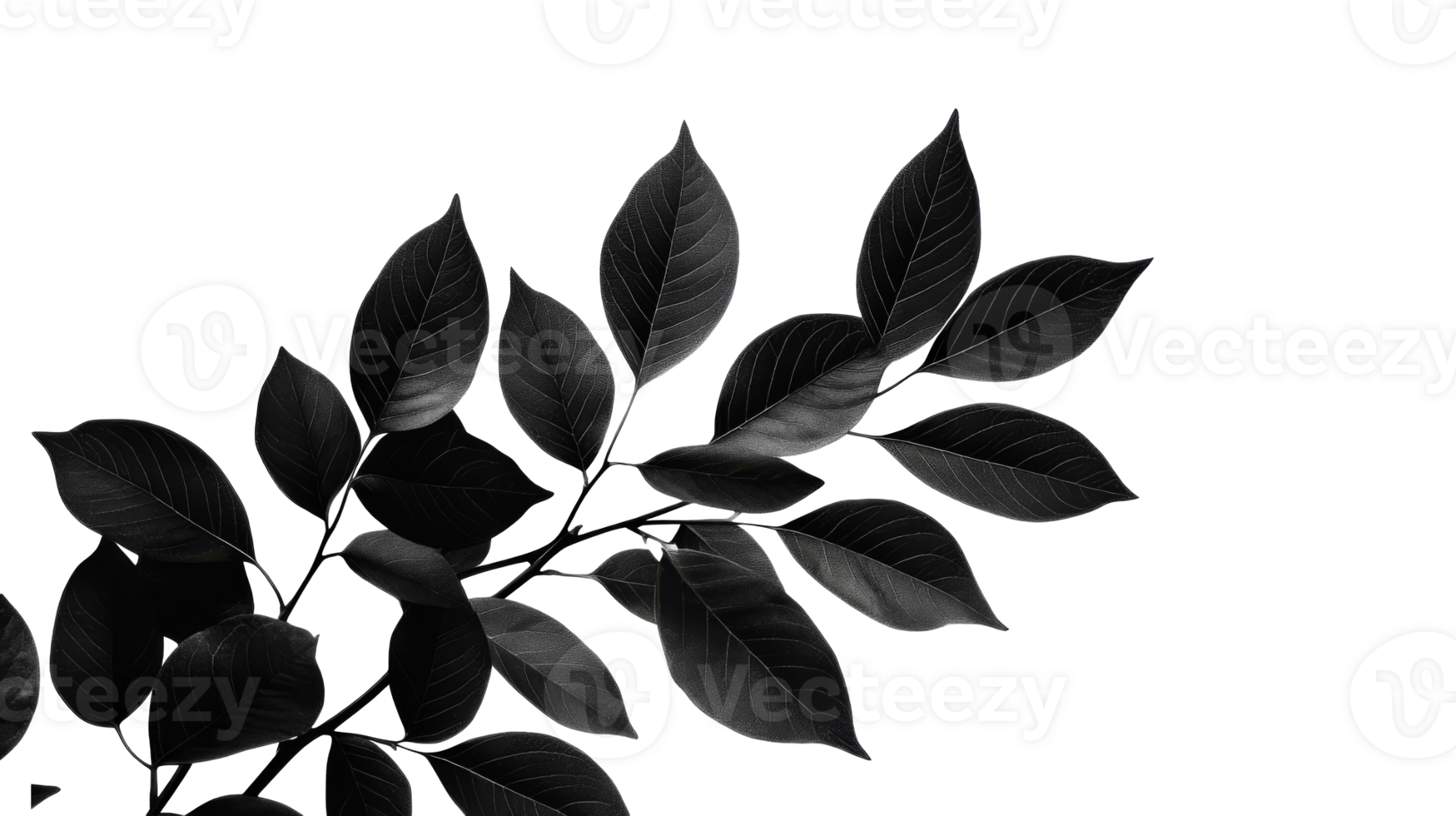 Black leaves on a branch with white veins, cut out transparent png