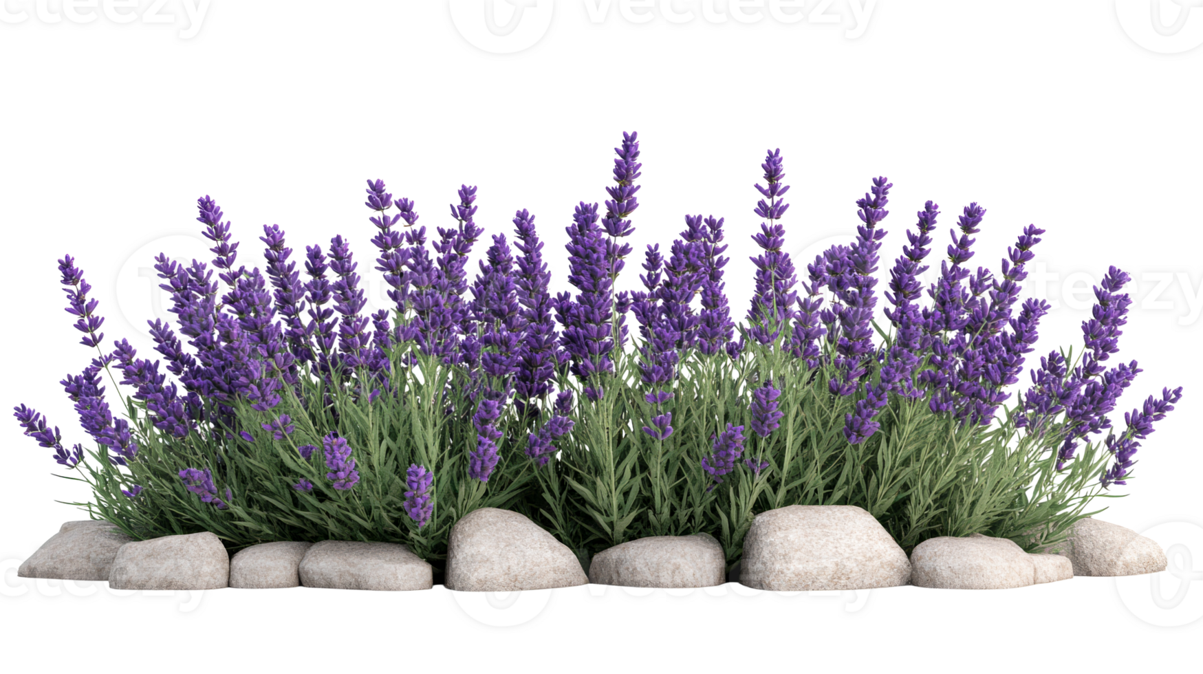 Lavender blooms in a tranquil garden setting, cut out transparent png