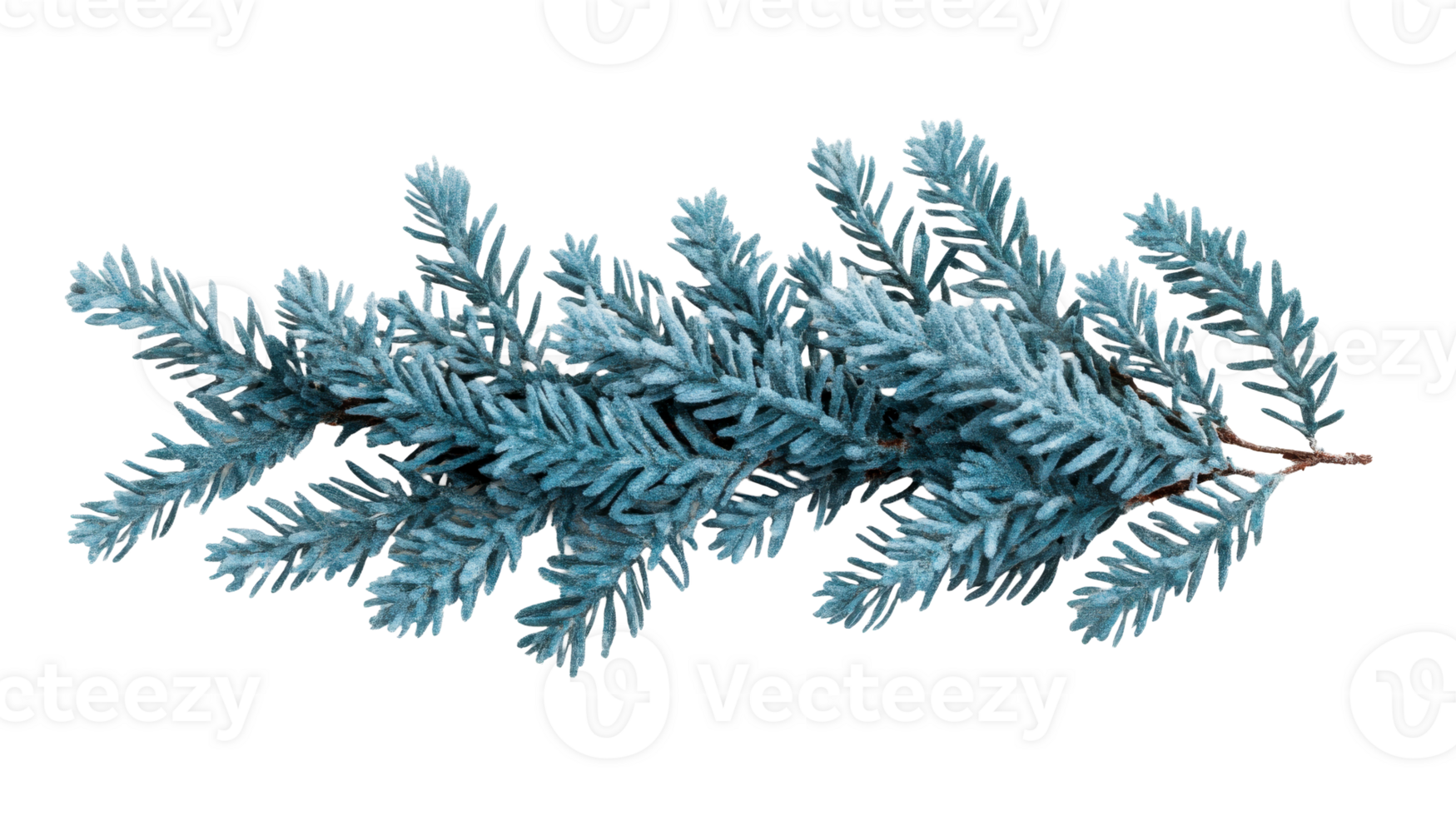 Silver green leaves on the branch, isolated close-up, cut out transparent png