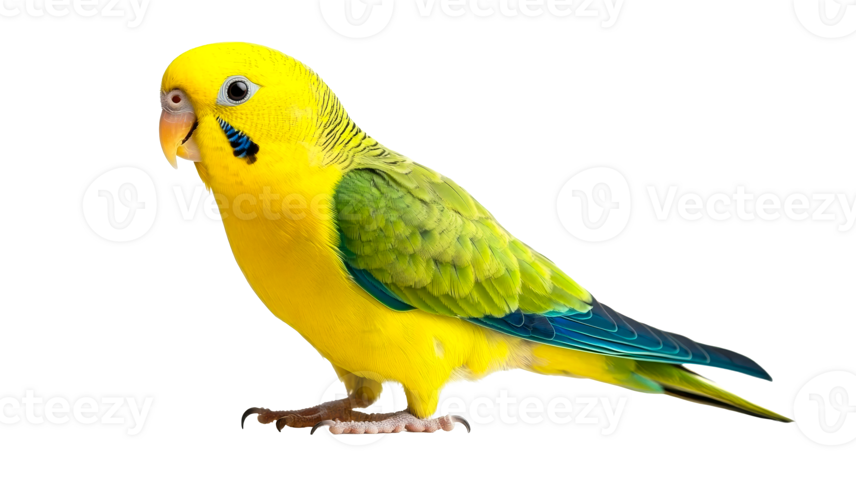 Colorful parrot with yellow plumage looking left, cut out transparent png