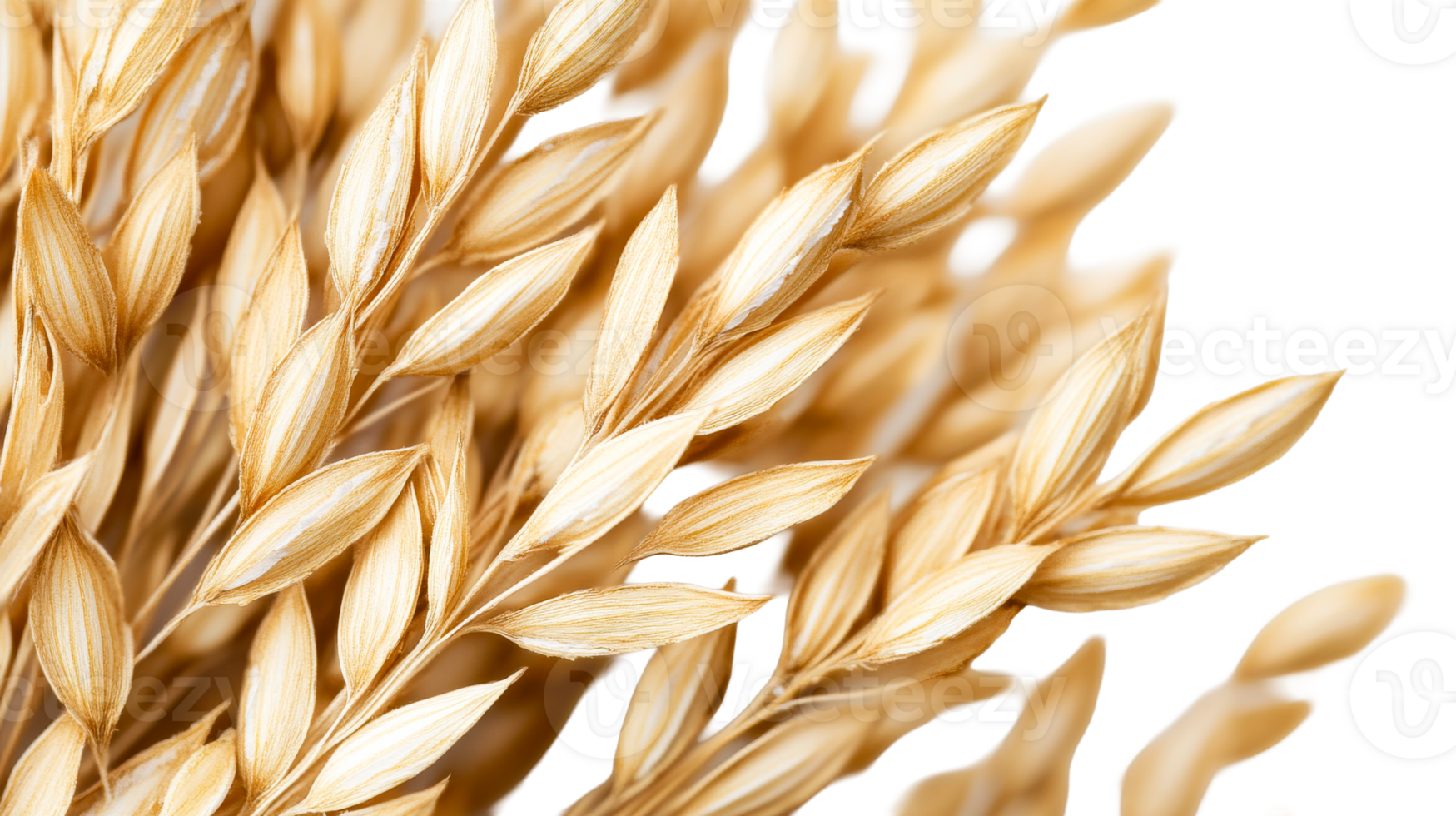 Golden Oat Stalks on Black Background - Detailed Crop, cut out transparent png