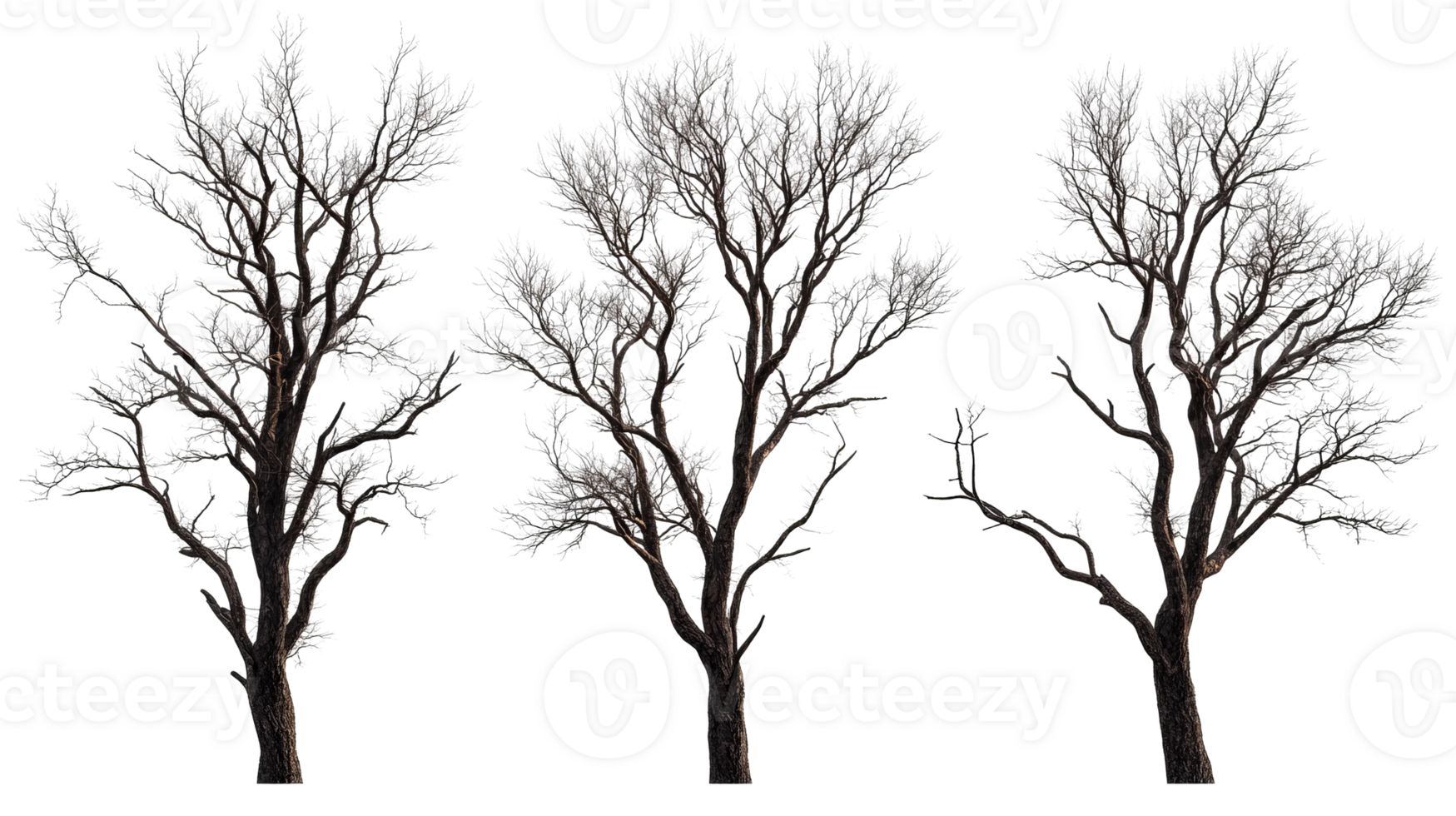 Bare winter trees with delicate white frost, cutout transparent png