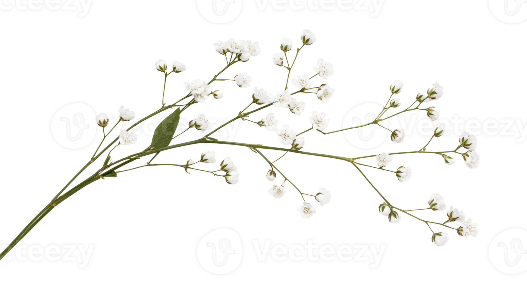 Delicate Baby's Breath Branch with Flowers and Buds, cut out transparent png