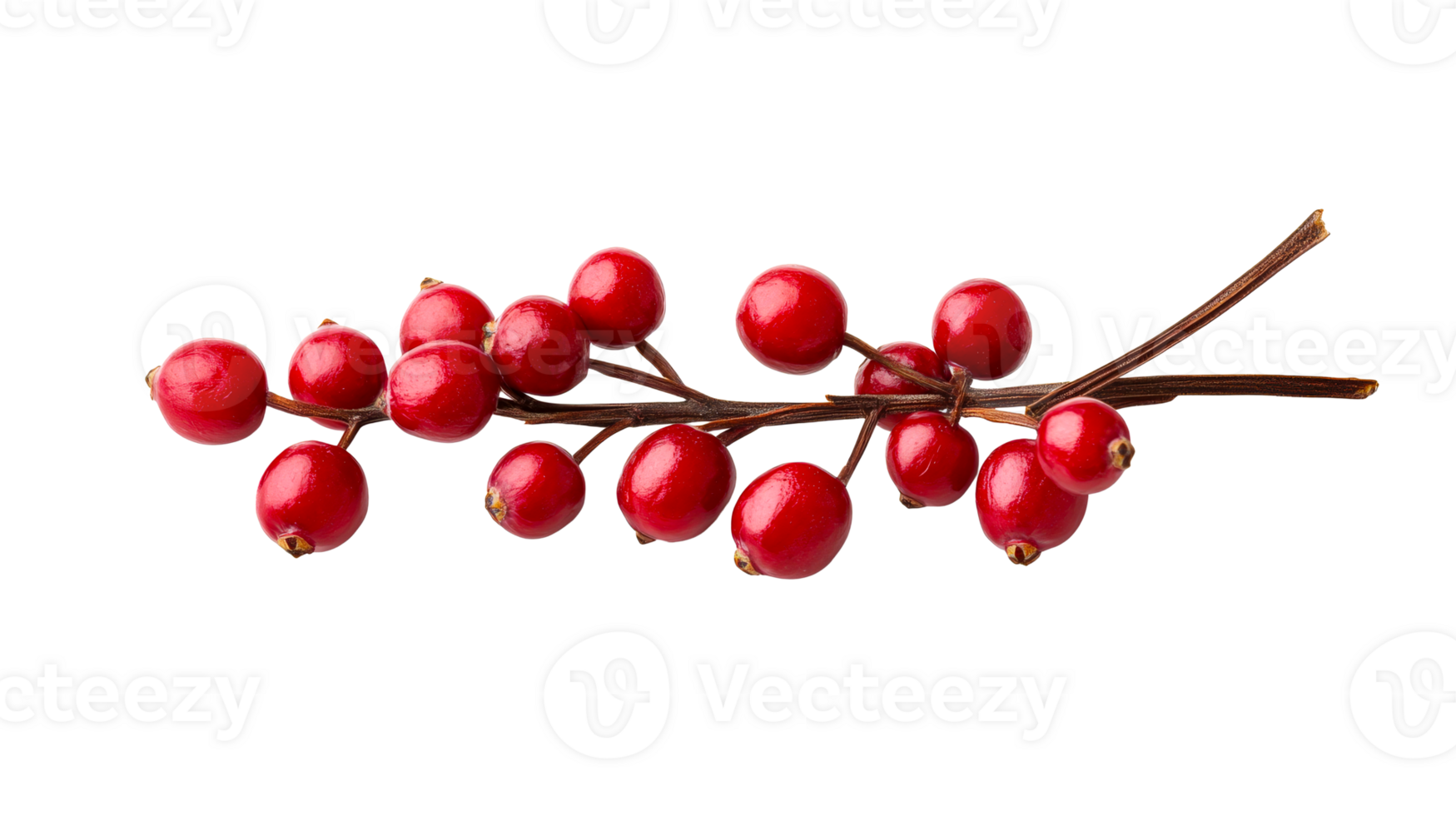 Red berries branch on black background detail, isolated cutout transparent png